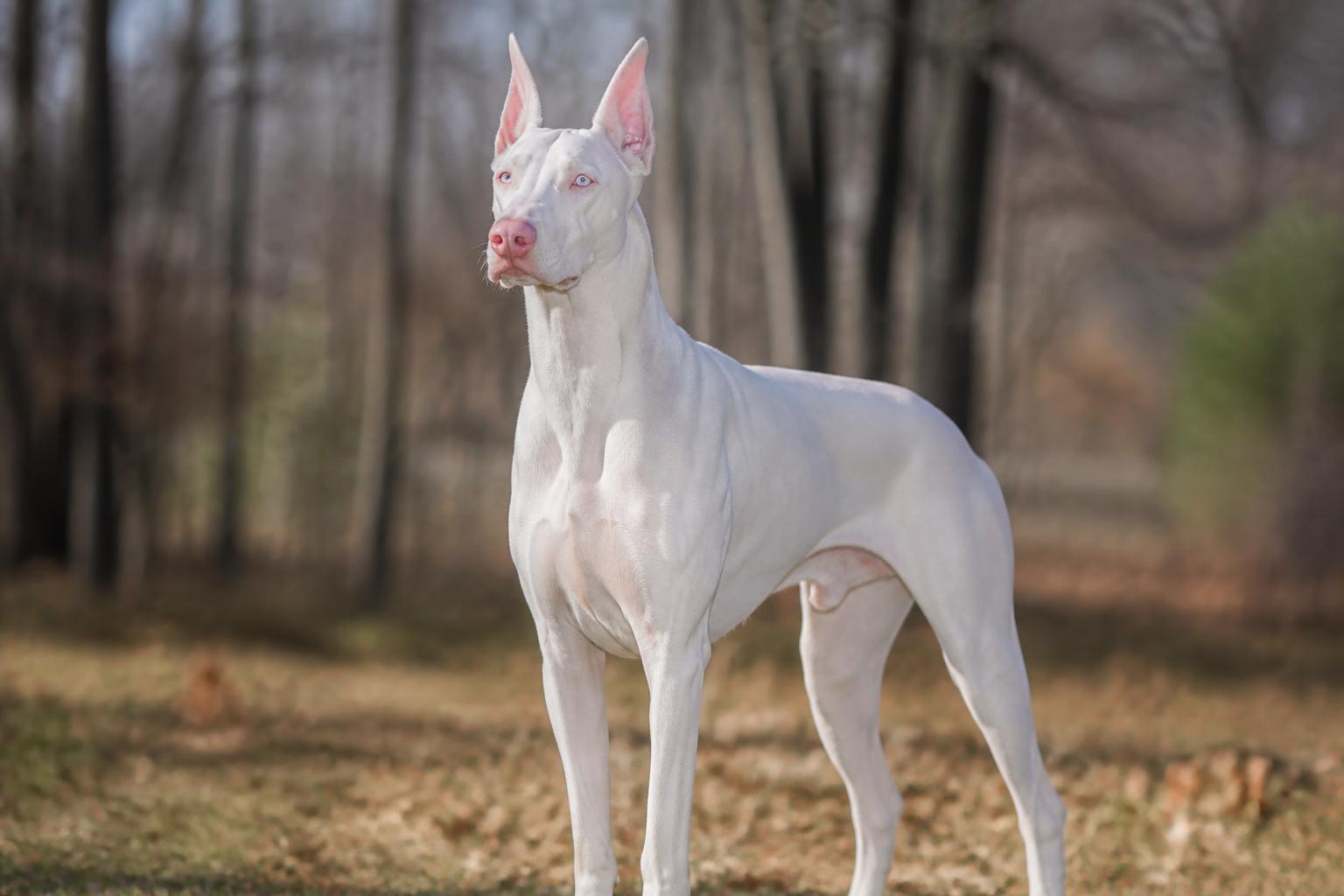 Dóberman Albino