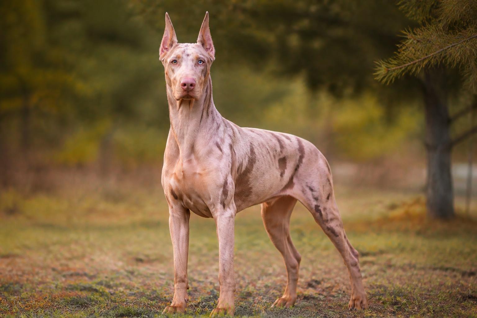 Dóberman Pink Merle